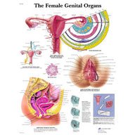 Laminated Female Genital Organs Chart