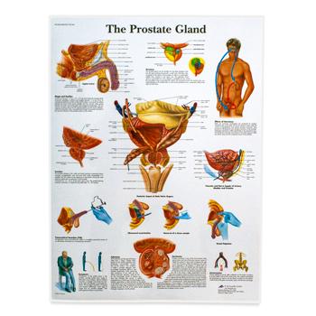 Laminated Male Reproductive Anatomy Chart