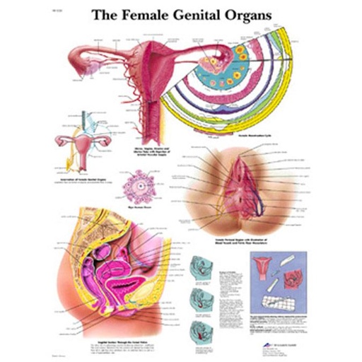 [VR1532L] Chart, Female Genital Organs